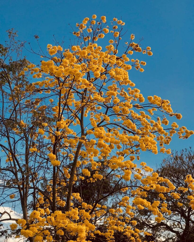 Guayacán del Quindío