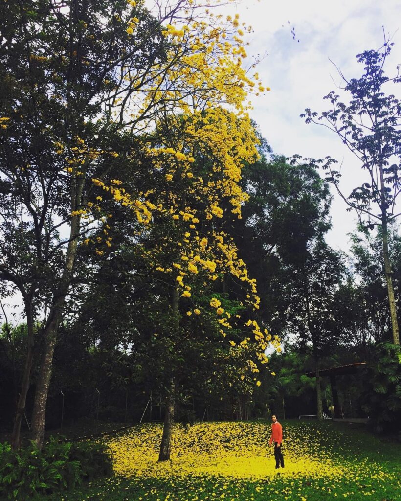 Guayacán del Quindío