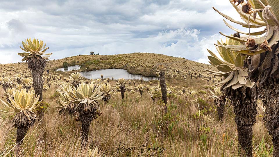 Páramo de Chilí Pijao, Quindío, Frailejones en Pijao